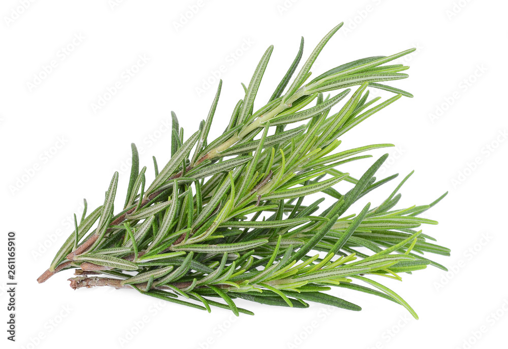 twig of fresh rosemary isolated on white background twig of fresh rosemary isolated on white background