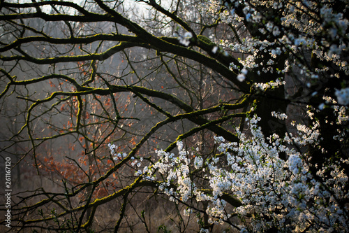 Spring
