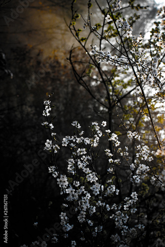 Spring