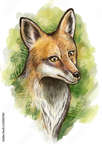 Fox portrait (ID: 261167961)