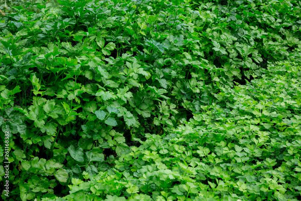 Green parsley growing at vegetable garden