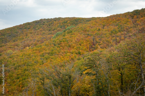 Hills covered with dense forest against the blue sky.