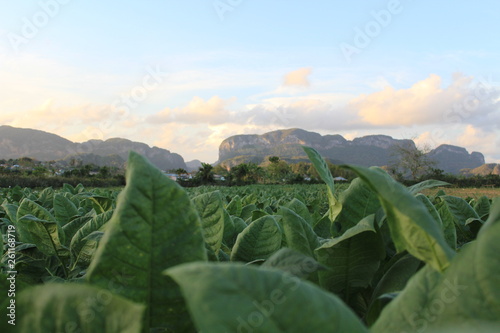 Plantacion de Tabaco