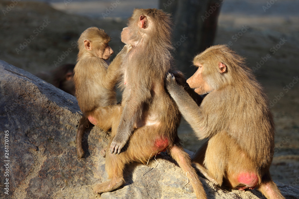 Mantelpavian / Hamadryas Baboon / Papio hamadryas.. Mantelpavian / Hamadryas Baboon / Papio hamadryas..