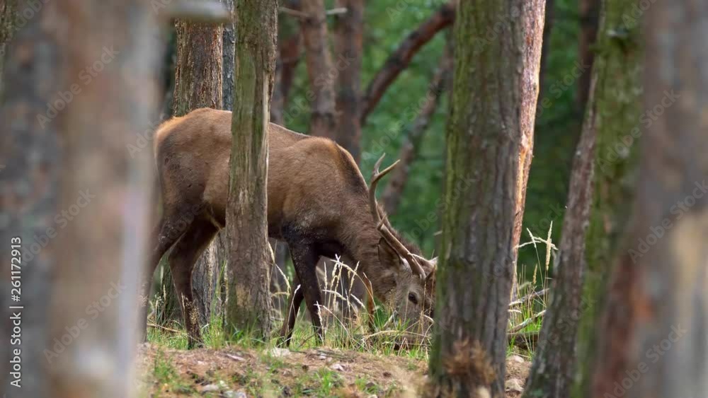 Red deer (Cervus elaphus) in forest Red deer (Cervus elaphus) in forest