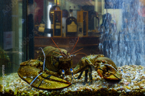 seafood on a display window in Lisbon