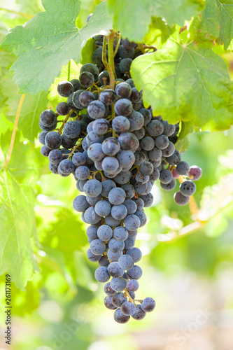 Bunch of ripe Merlot red wine grapes growing on a grapevine at a vineyard in Walla Walla, Washington, United States