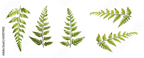 Set of ferns various views isolated on white background