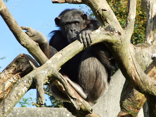 Sad sight of lonely monkey, Abenteurland Walter Zoo - Gossau, Canton of St. Gallen photo