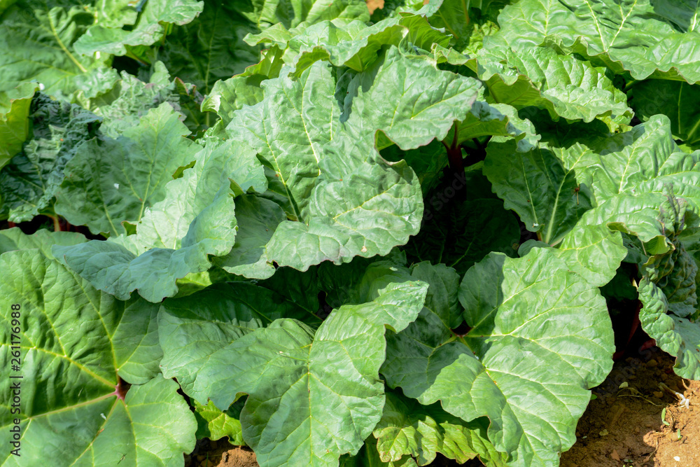 Rhubarb growing in a vegetable plot Rhubarb growing in a vegetable plot
