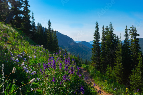 Mountain Ridge Wildflowers © Austin