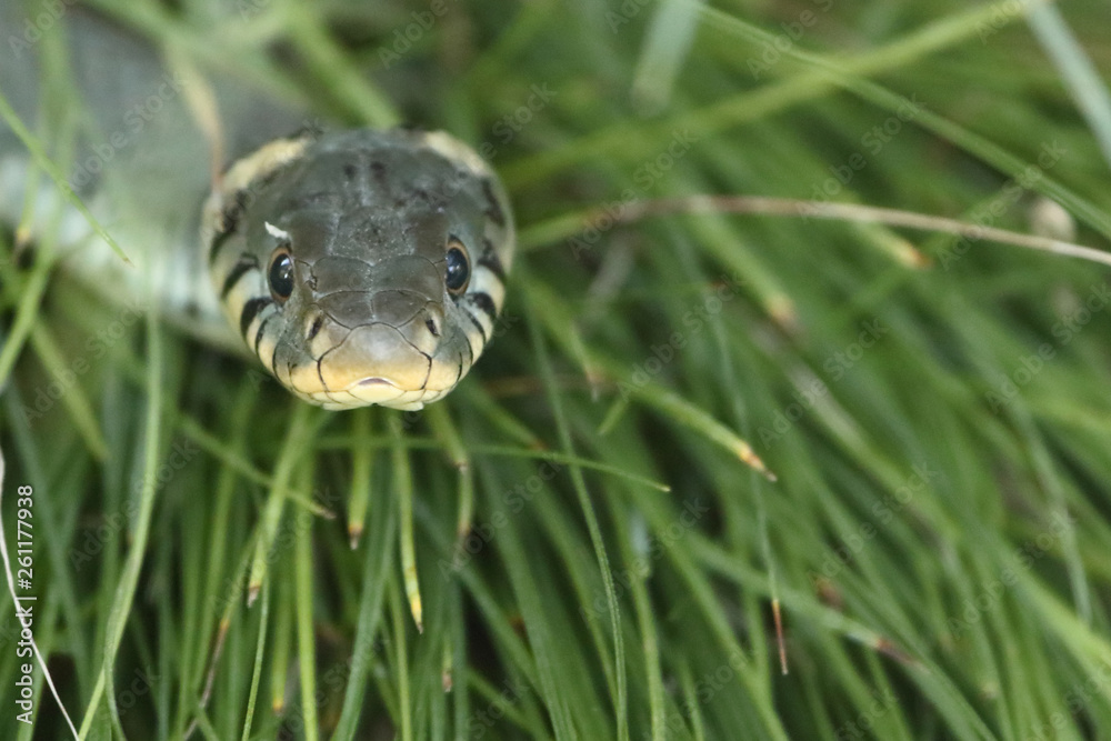 Ringelnatter / Grass snake / Natrix natrix Ringelnatter / Grass snake / Natrix natrix