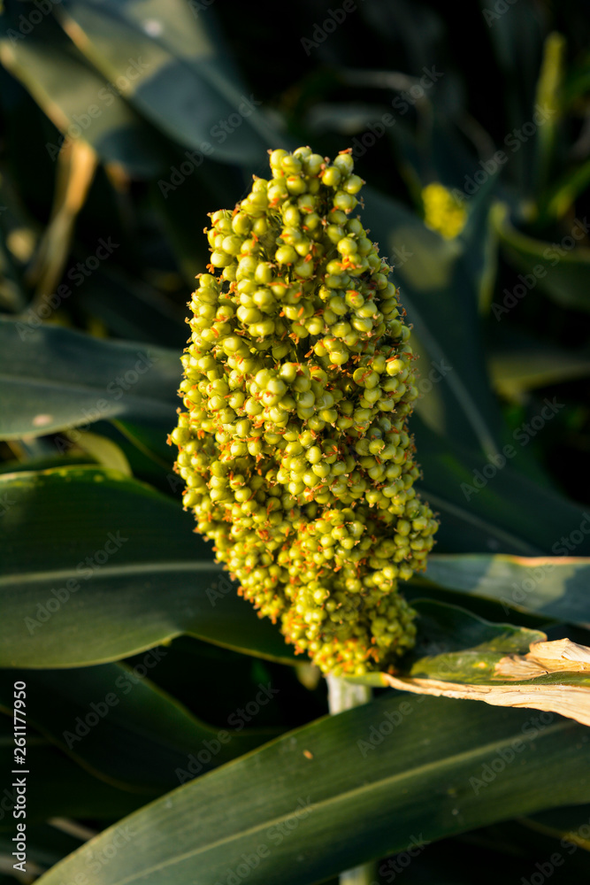 Millet in the agriculture field Millet in the agriculture field