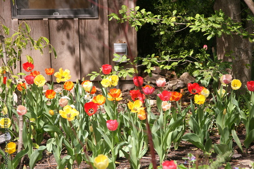 colorful tulips in the garden