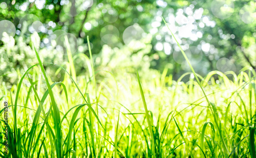 Dew on grass field in the morning with blurred background and bokeh effect