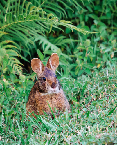 Cute round ear rabbit  © Feng