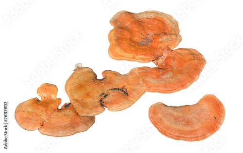 Mushrooms (Pycnoporus cinnabarinus) 3 photo