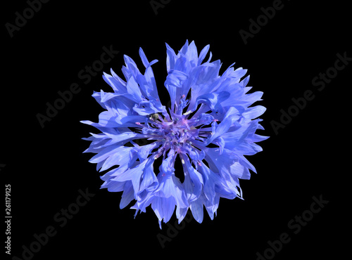Cornflower 8
