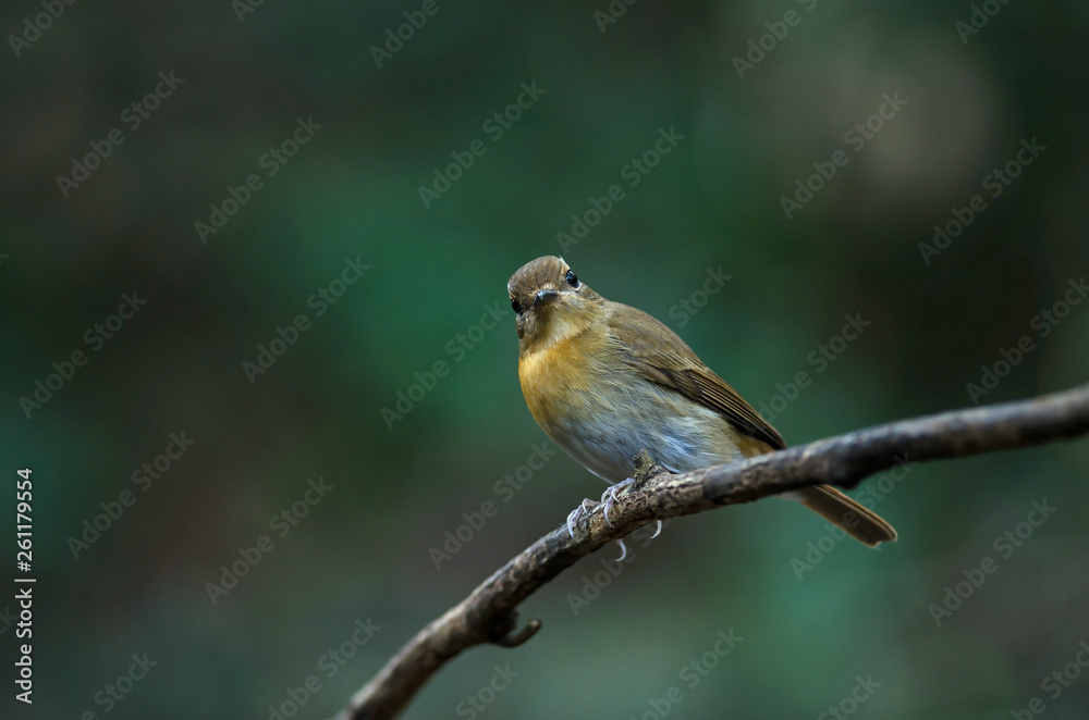 Female Hainan blue flycatcher (Cyornis hainanus)