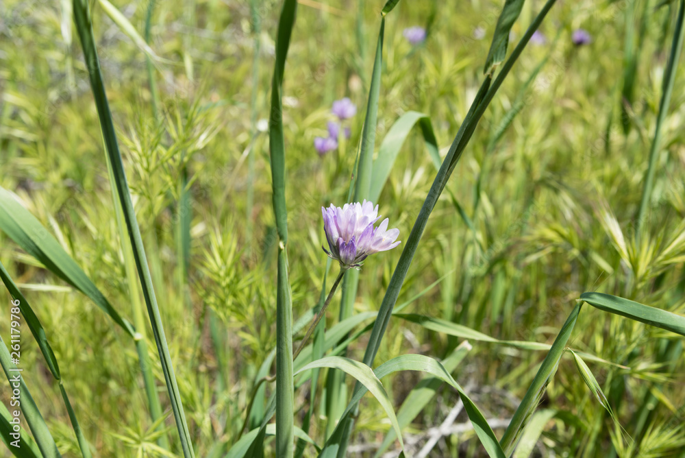 Beautiful wild flowers - a part of the superbloom phenomena in the Walker Canyon mountain range near Lake Elsinore, Southern California Beautiful wild flowers - a part of the superbloom phenomena in the Walker Canyon mountain range near Lake Elsinore, Southern California