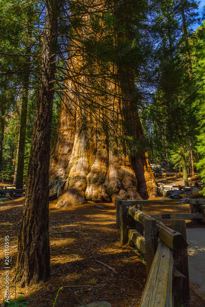 Giant sequoia trees in Sequoia National Park Giant sequoia trees in Sequoia National Park