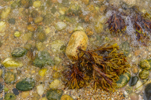 Orient Beach, sea water algae Long Island