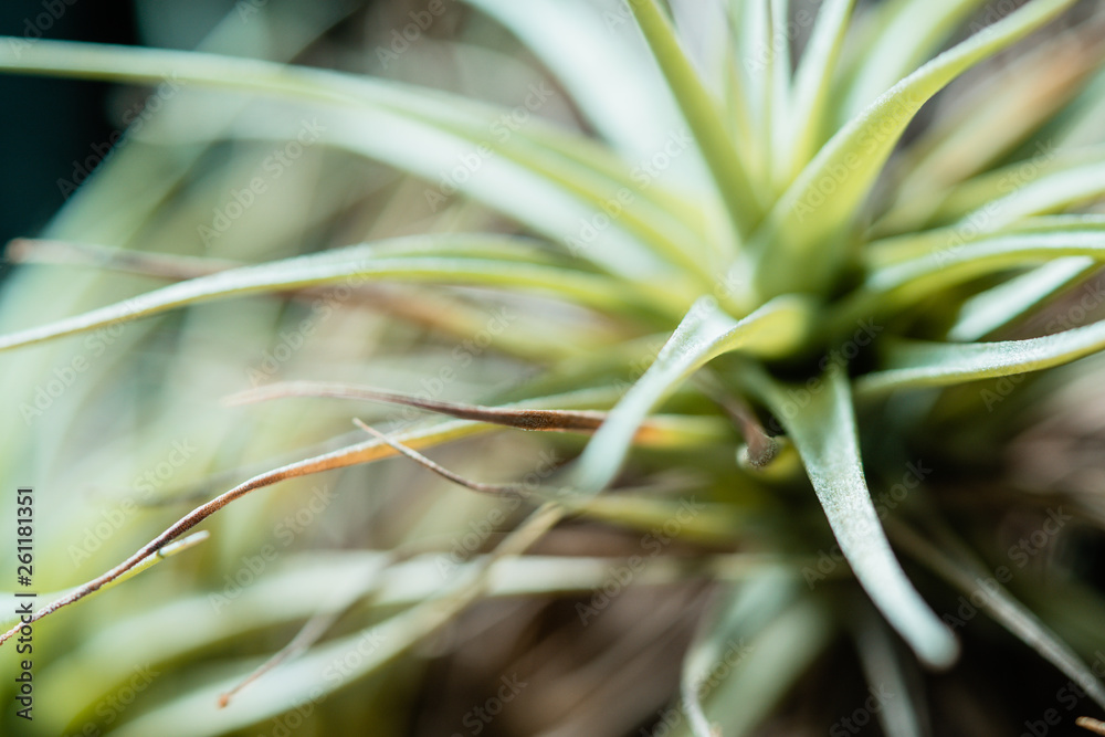 Obraz premium Tropical plants