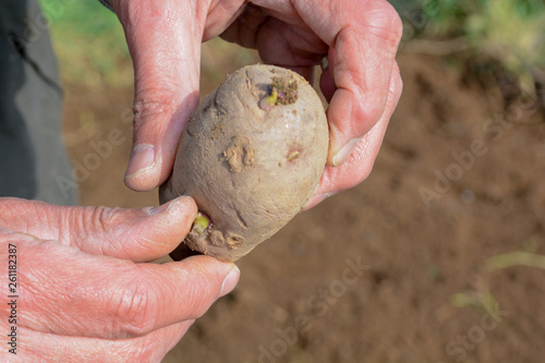 Planting potatoes outside to grow your own vegetables