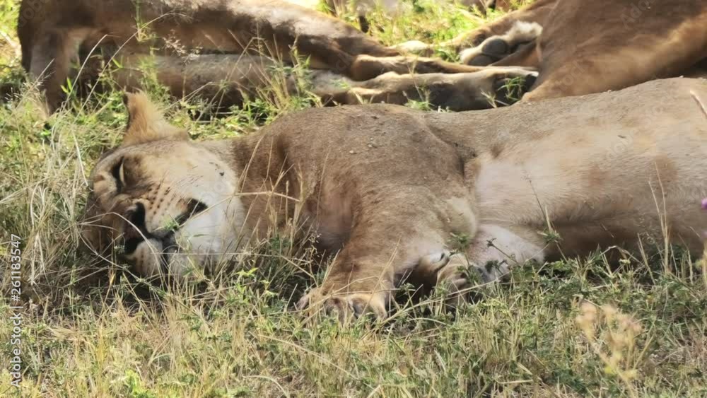 A Lioness sleeping and breathing heavily in the Tanzania savanna, close up shot A Lioness sleeping and breathing heavily in the Tanzania savanna, close up shot