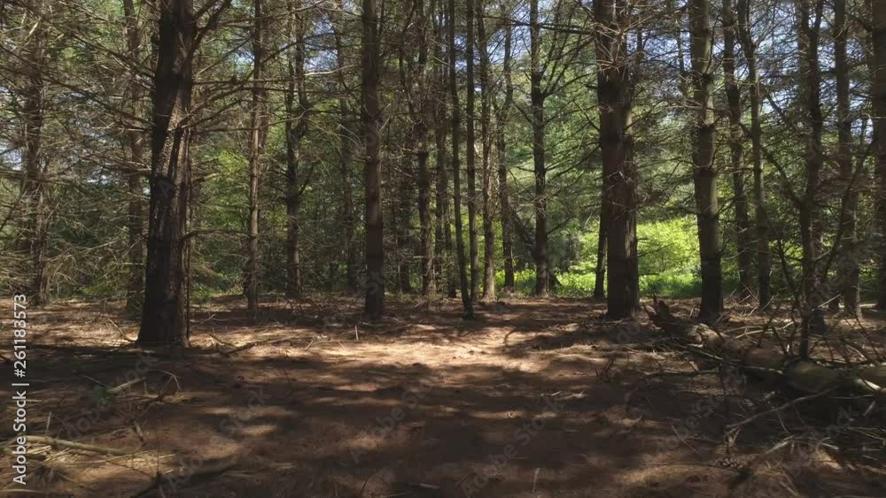 pov enter pine tree forest pov enter pine tree forest