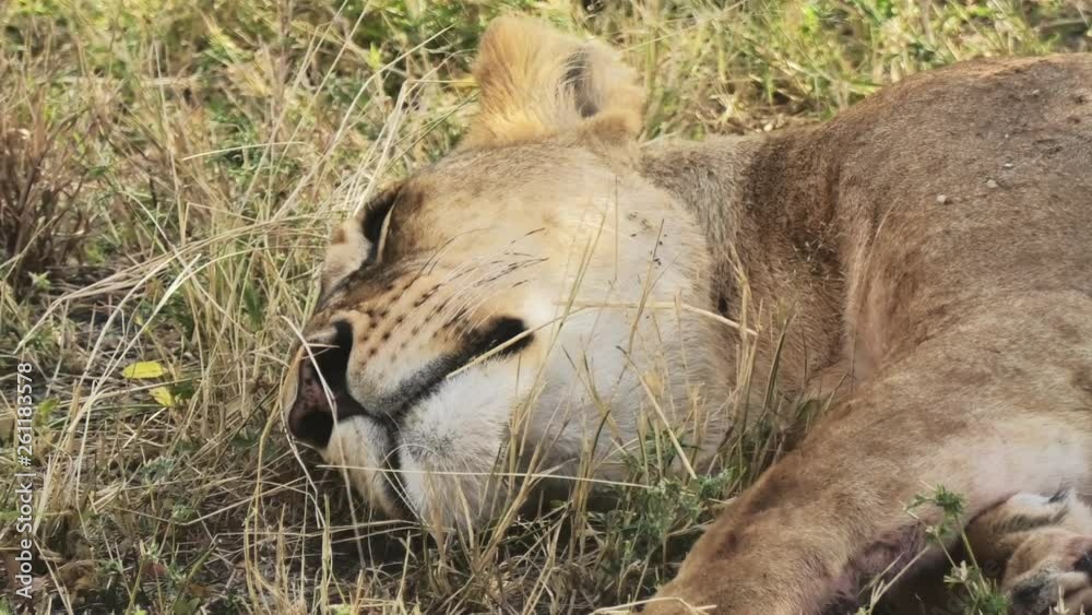 A Lioness sleeping in the Tanzania savanna, close up shot of her head A Lioness sleeping in the Tanzania savanna, close up shot of her head