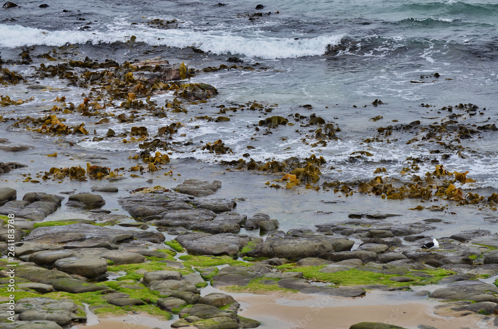 Colorful Broken Sandstone Ocean Beach with Kelp and Algae New Zealand Colorful Broken Sandstone Ocean Beach with Kelp and Algae New Zealand