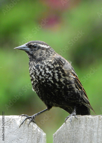 Female Red-winged Blackbird