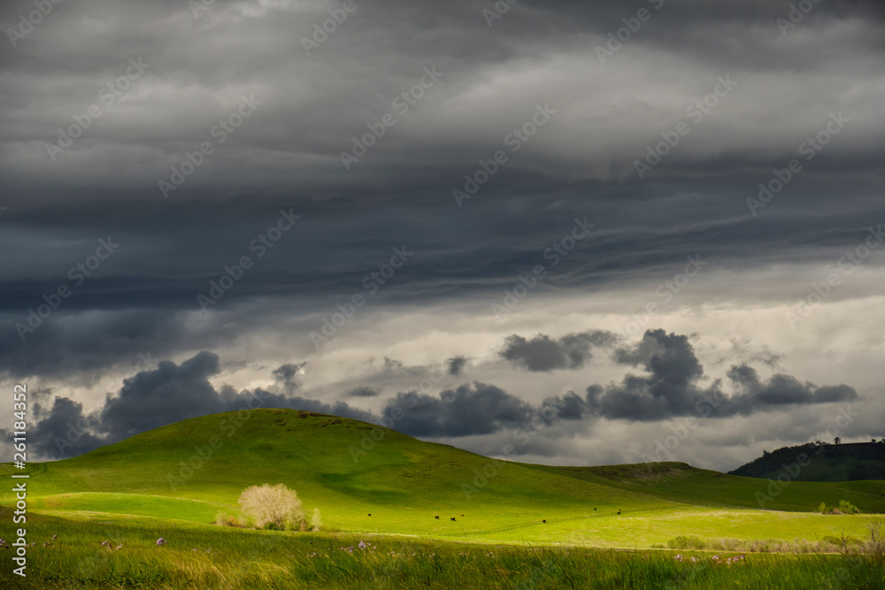 Tranquil landscape scene of sunlighton a beautiful green pasture with cows in the background on an overcast day. Tranquil landscape scene of sunlighton a beautiful green pasture with cows in the background on an overcast day.