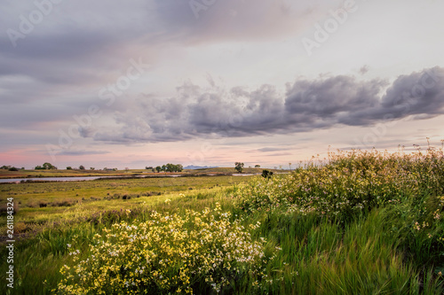 Evening clouds passing over a green, grassy meadow full of wildflowers in Butte County, California.
