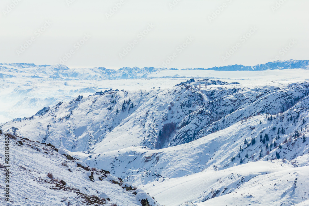 Snow Forest in Winter. The snow-covered Gongnaisi forest in winter