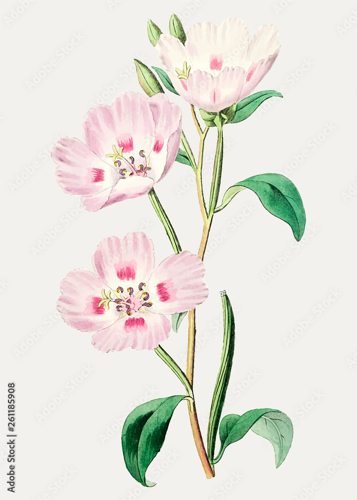 Pink primrose branch