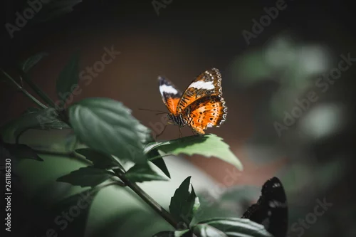 Panel kuchenny z motywem Colorful butterfly in nature