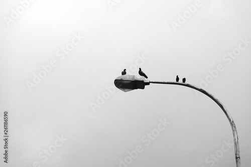 Fototapeta Naklejka Na Ścianę i Meble -  Pigeons on a streetlamp