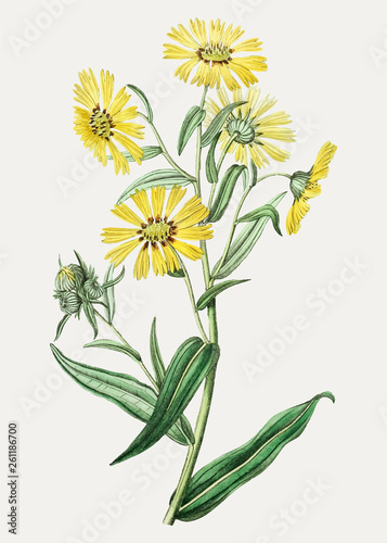 Yellow daisy