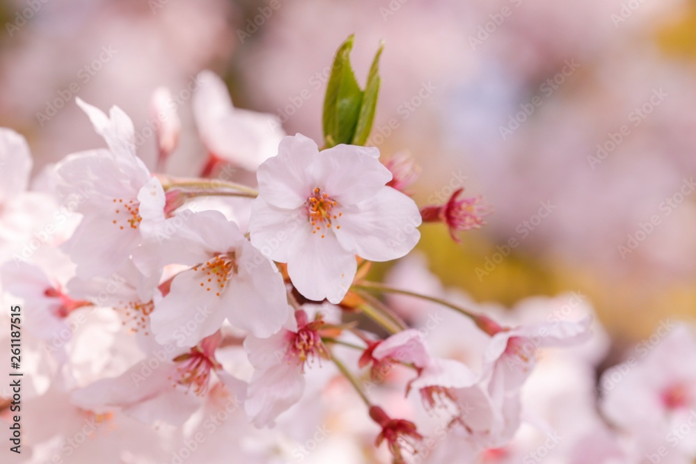 桜 アップ1 桜 アップ1