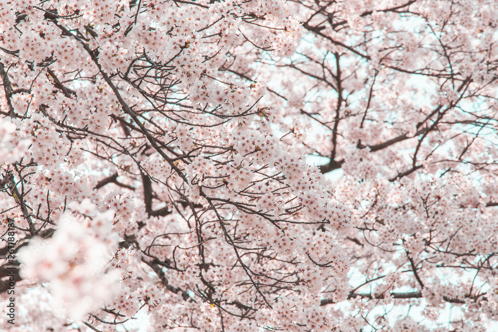 満開の桜（久松公園・鳥取市）