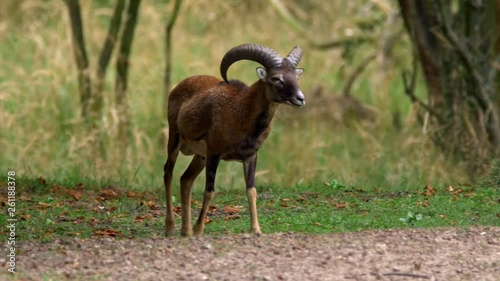 Mouflon herd in forest