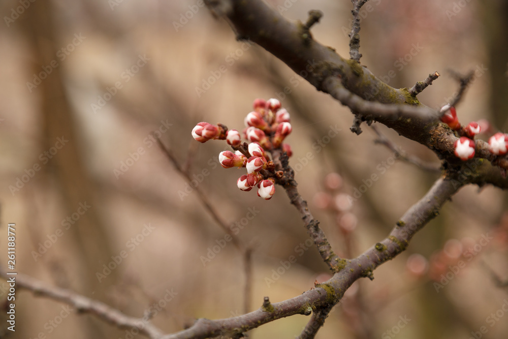 Beautiful flower apricot. Flowering apricot in spring. Beautiful flower apricot. Flowering apricot in spring.