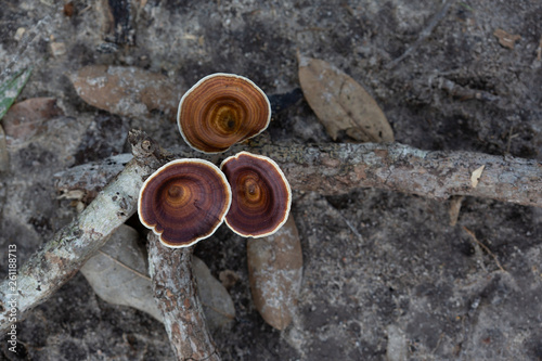 A Woody Fungi from the forest..CR2