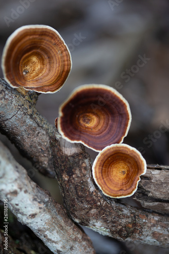 A Woody Fungi from the forest. photo