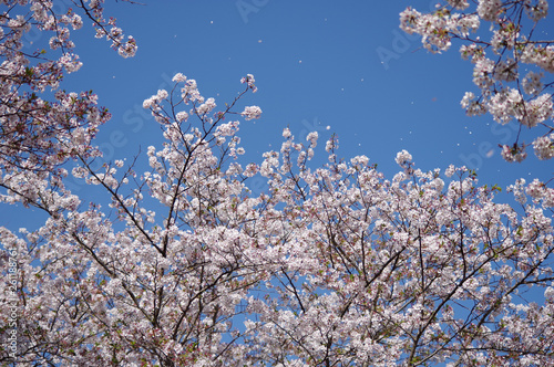 桜吹雪