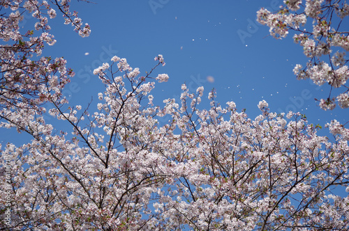 桜吹雪