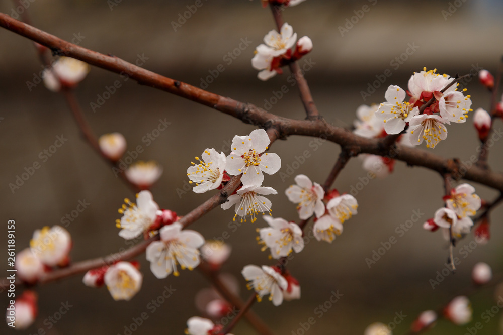 Beautiful flower apricot. Flowering apricot in spring. Beautiful flower apricot. Flowering apricot in spring.