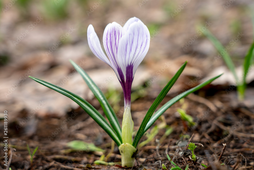 early spring, single Crocus close-up. early spring, single Crocus close-up.